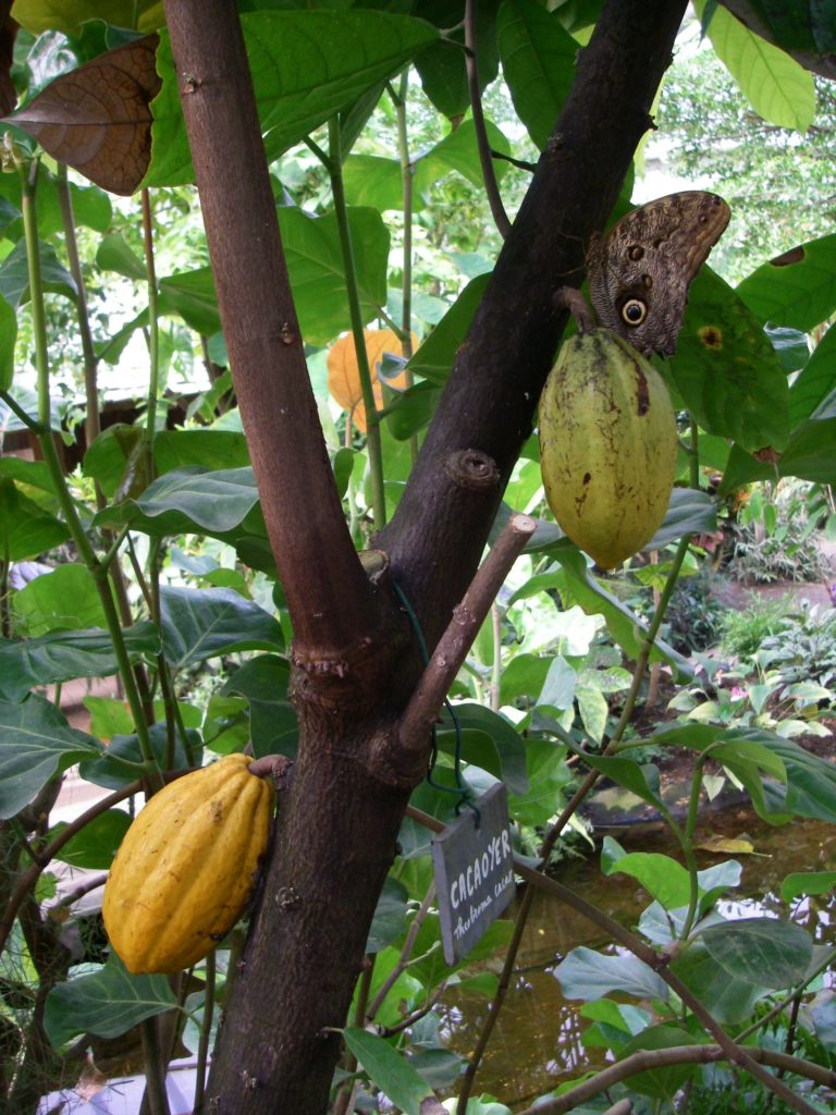 cacaoyer, fleurs, plantes tropicales uniques en Normandie