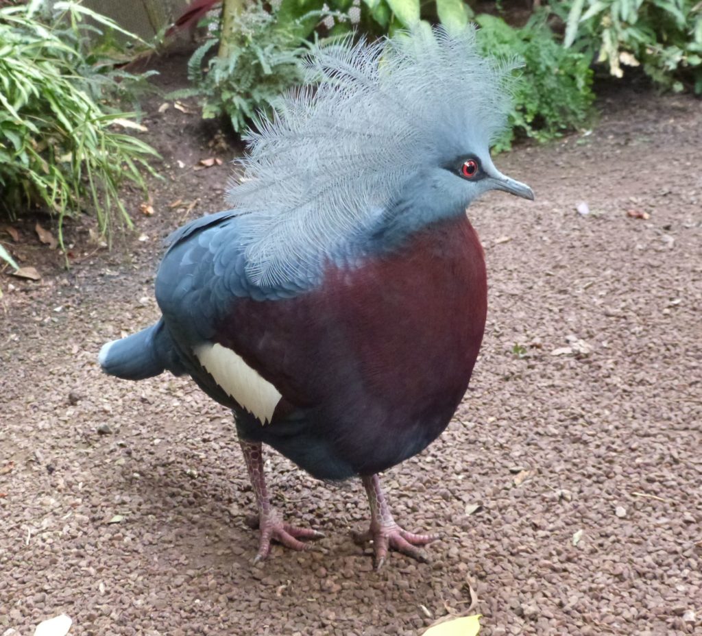 Goura de Victoria (le plus gros pigeon du monde)