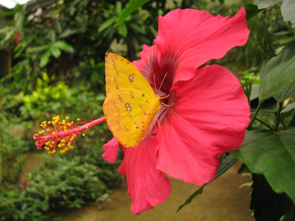 papillon et fleur, que de couleurs!