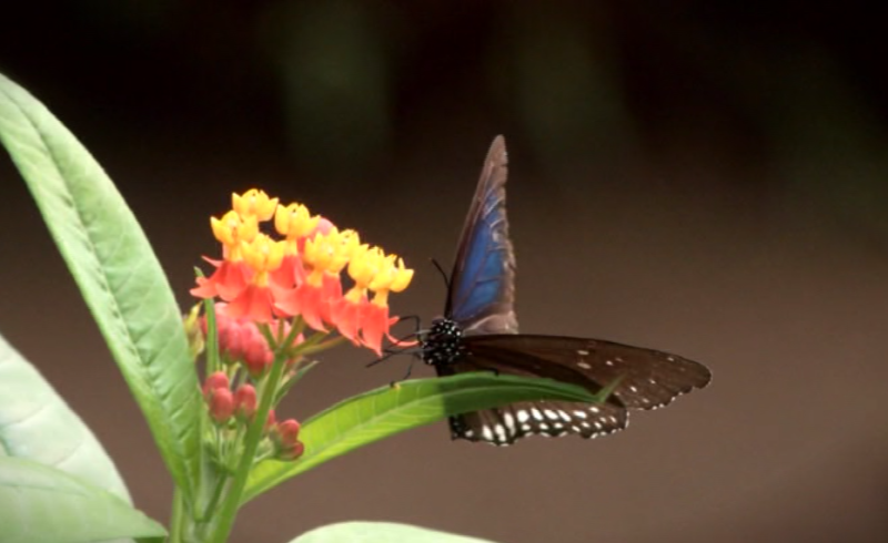 Fleurs, papillons, oiseaux | Prendre le temps de visiter le Naturospace