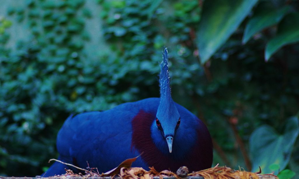 Repérez des oiseaux uniques et protégés