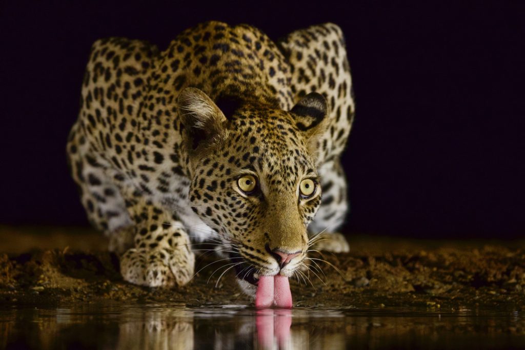 Le léopard : Kristen VAN ACH KER (Belgique) "The beauty of African night" 