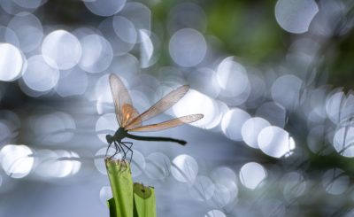 Photographic exhibition: “Nature in its feminine form” at the Naturospace