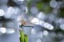 Exposition photographique : “Nature au féminin” au Naturospace