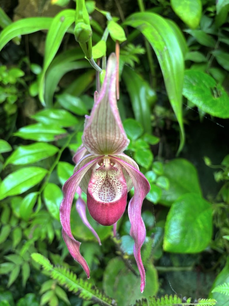où voir des orchidées en France