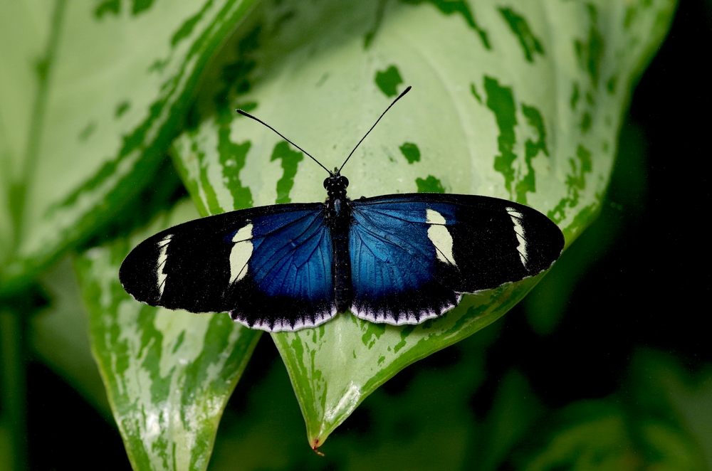 papillon Heliconius au Naturospace Honfleur
