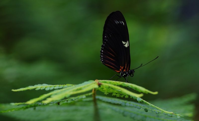 Butterflies flutter by in February 2024 at the Naturospace!