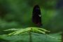 Les papillons volent en février au Naturospace !