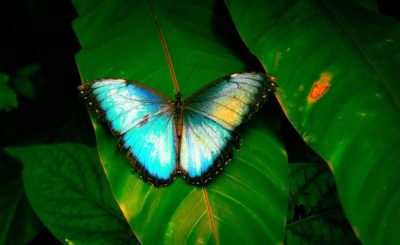 Morpho, papillon géant d'Amazonie visible au Naturospace Honfleur