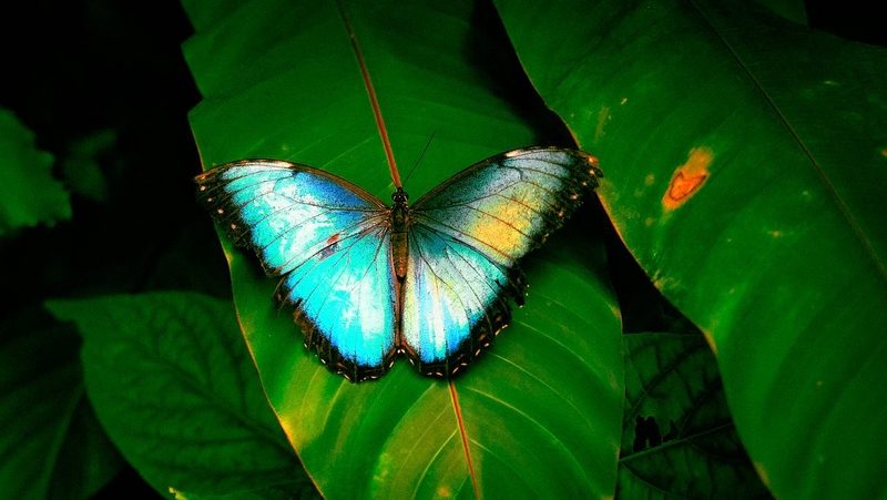 Morpho, papillon géant d'Amazonie visible au Naturospace Honfleur
