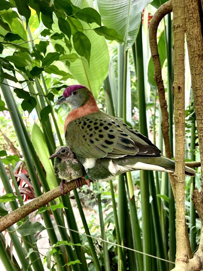 ptilope superbe au Naturospace Honfleur Calvados Normandie