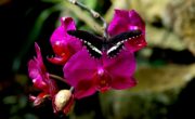 A tropical paradise in Normandy: the Naturospace is celebrating its 25th anniversary!