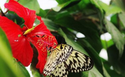 Derrière les ailes de papillons : comment le Naturospace prend soin de ses espèces