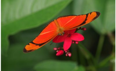 Bien plus qu’un musée des papillons : Le Naturospace, immersion vivante dans la jungle tropicale