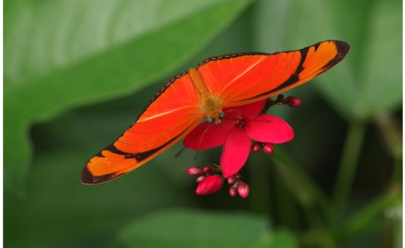 Bien plus qu’un musée des papillons : Le Naturospace, immersion vivante dans la jungle tropicale