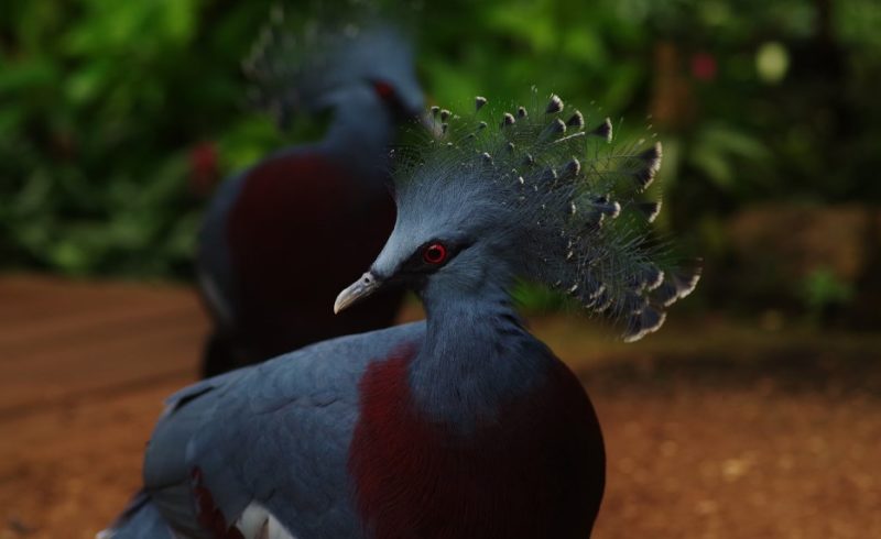 Parc animalier en Normandie : prêts pour une expérience tropicale au Naturospace ?