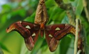 Parc zoologique en Normandie : découvrez un écosystème tropical vivant à Honfleur