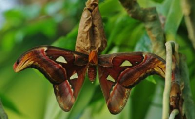 Parc zoologique en Normandie : découvrez un écosystème tropical vivant à Honfleur
