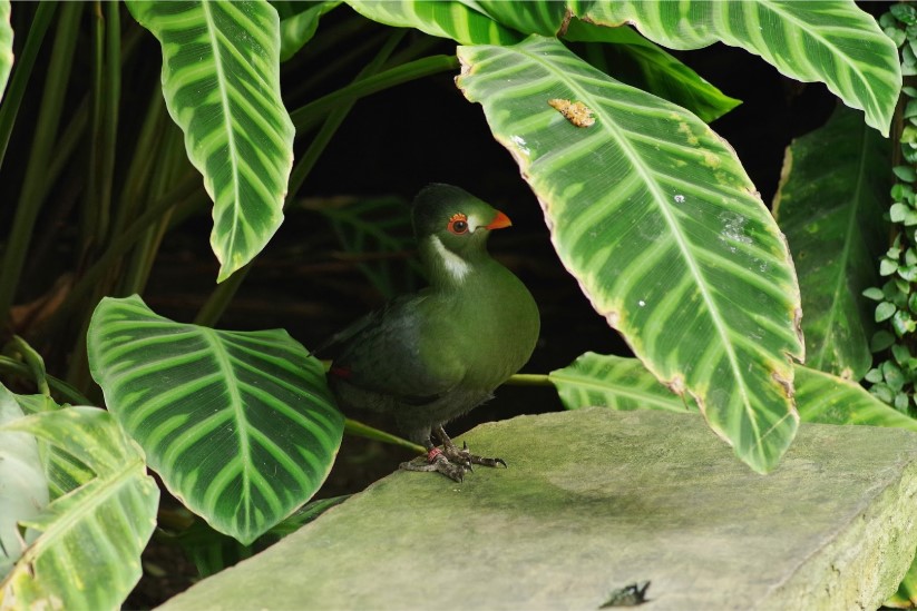 oiseaux exotiques au Naturospace Honfleur