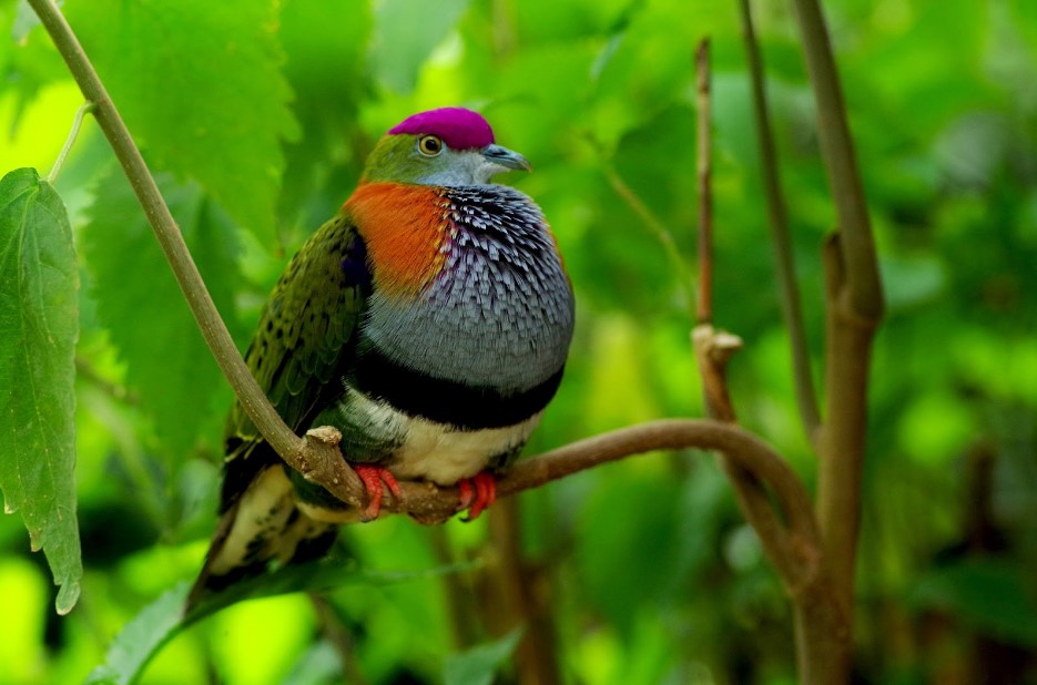 réserve d'oiseaux tropicaux en Normandie