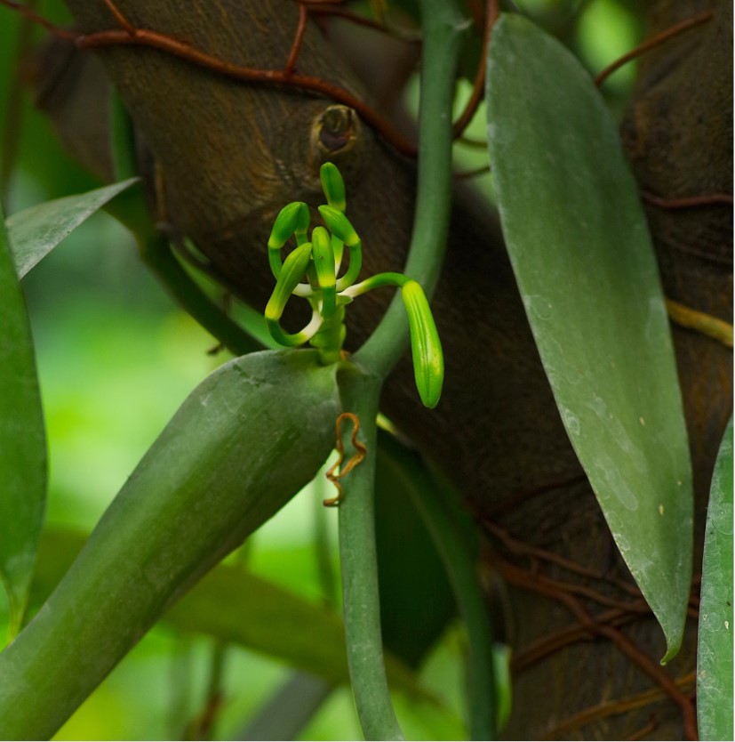plante tropicale rare à voir en Normandie