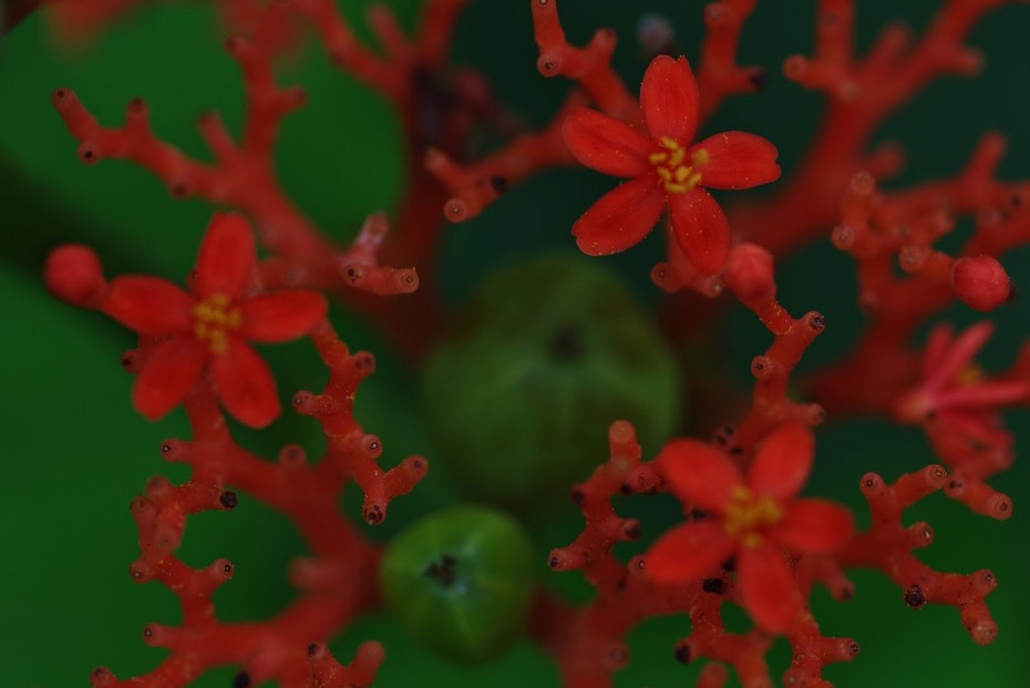 fleurs tropicales rares en Normandie