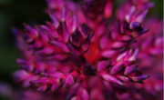 Naturospace, jardin tropical en Normandie, Fleur de Broméliacée