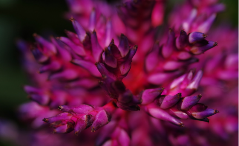 Naturospace, jardin tropical en Normandie, Fleur de Broméliacée