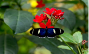 Une attraction familiale en Normandie : immersion tropicale au Naturospace, Heliconius sara