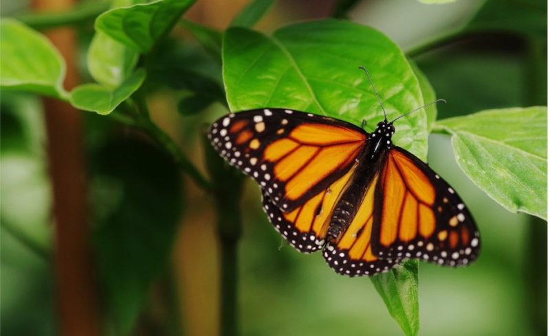 Musée des papillons : une expérience tropicale unique et vivante au Naturospace de Honfleur