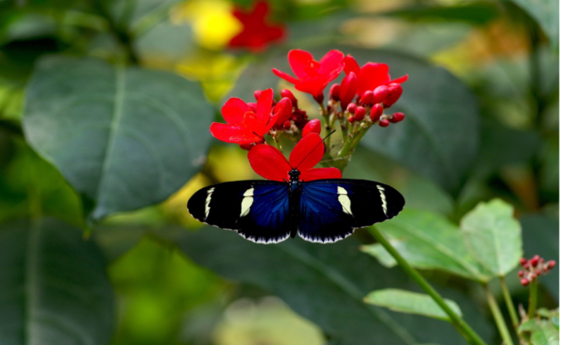 Une attraction familiale en Normandie : immersion tropicale au Naturospace, Heliconius sara
