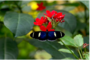 Une attraction familiale en Normandie : immersion tropicale au Naturospace