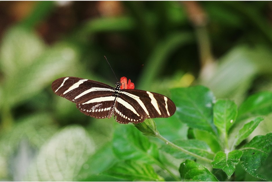 Heliconius charithonia au Naturospace Honfleur