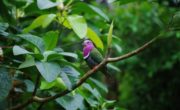 Parc aux oiseaux : immersion tropicale inédite au Naturospace de Honfleur