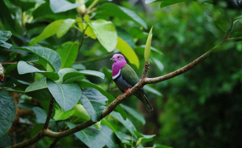 Parc aux oiseaux : immersion tropicale inédite au Naturospace de Honfleur