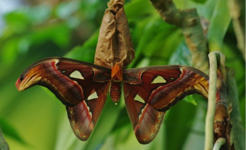 Volière à papillons : une immersion géante et tropicale au Naturospace de Honfleur