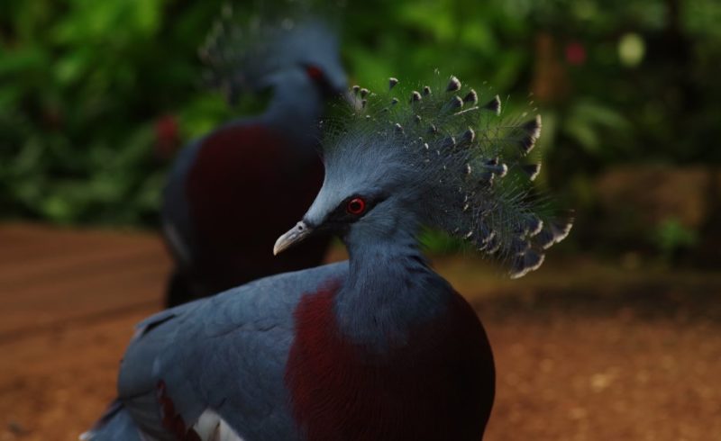 Jardin des oiseaux en Normandie : immersion au cœur d'une volière tropicale vivante