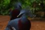 Jardin des oiseaux en Normandie : immersion au cœur d’une volière tropicale vivante