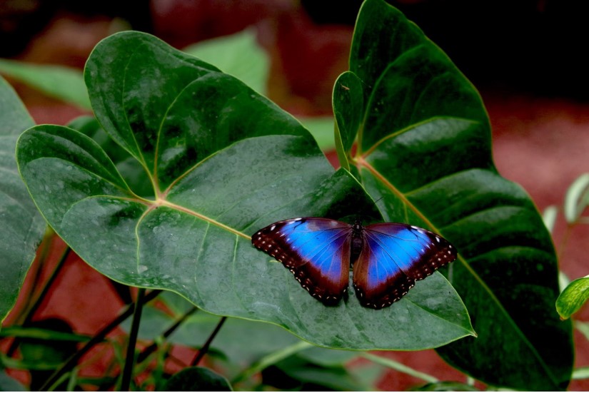 Morpho peleides, papillon rare au Naturospace Honfleur en Normandie