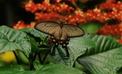 Jardin tropical en Normandie : escapade sensorielle entre papillons et palmiers au Naturospace Honfleur