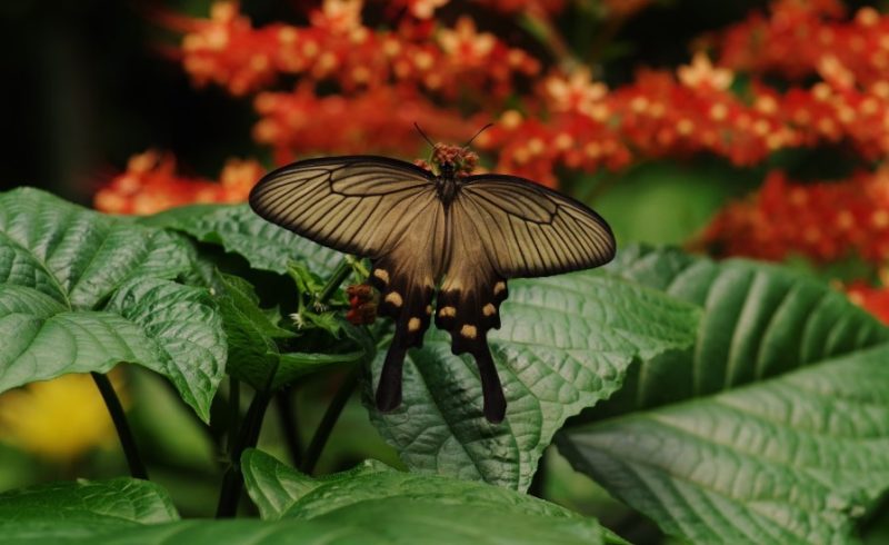 Jardin tropical en Normandie : escapade sensorielle entre papillons et palmiers au Naturospace Honfleur