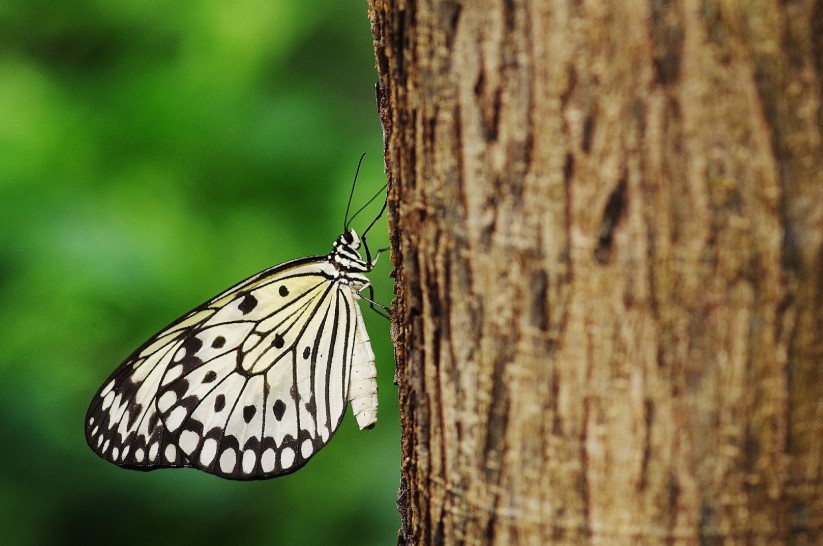 Idea leuconoe, visible dans la serre à papillons du Naturospace Honfleur
