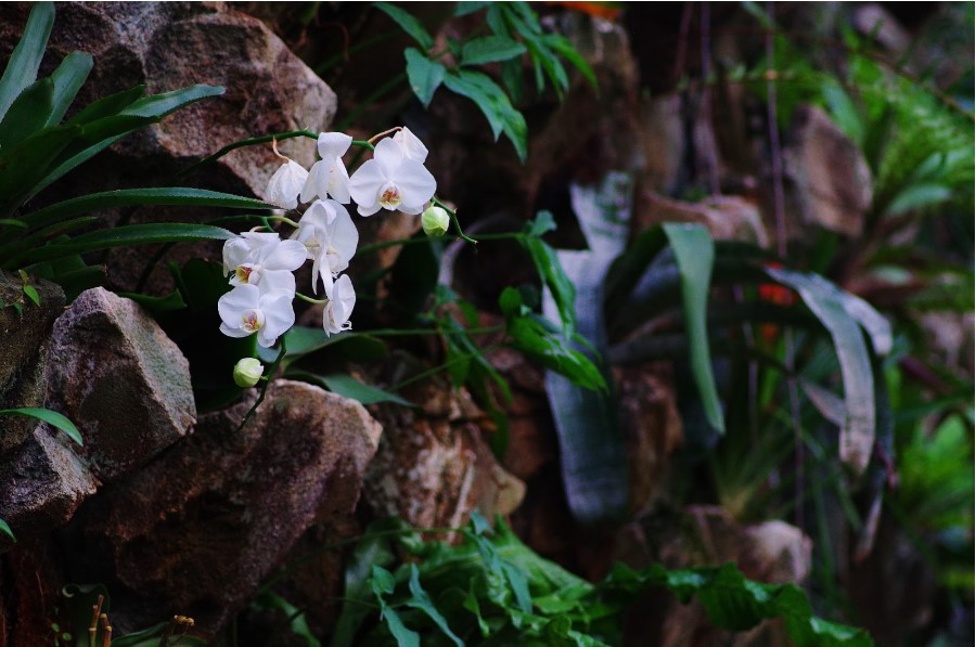 Phalaenopsis sur mur à orchidées, plante tropicale au Naturospace Honfleur