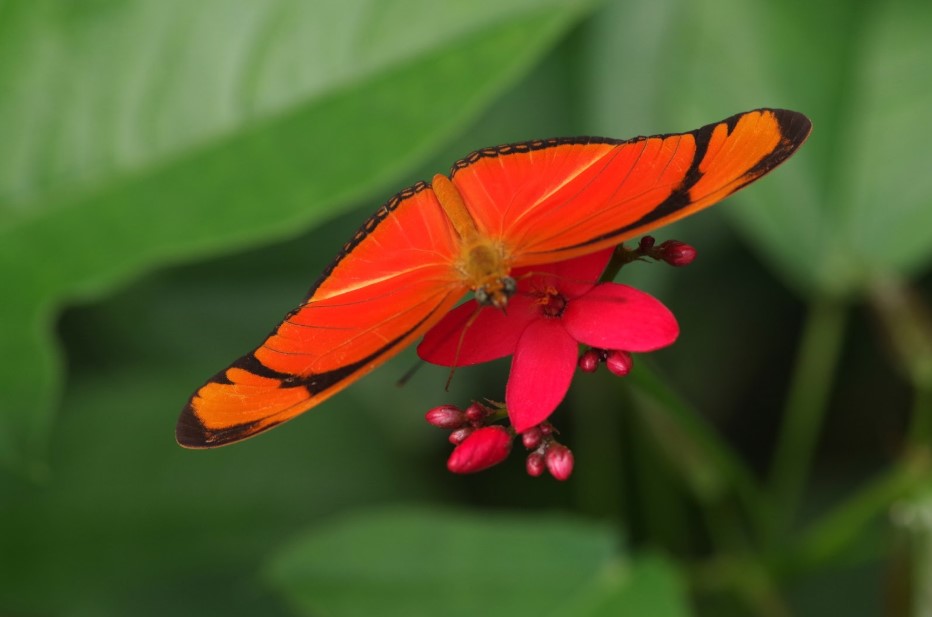 Dryas iulia papillon du parc tropical du Naturosapce