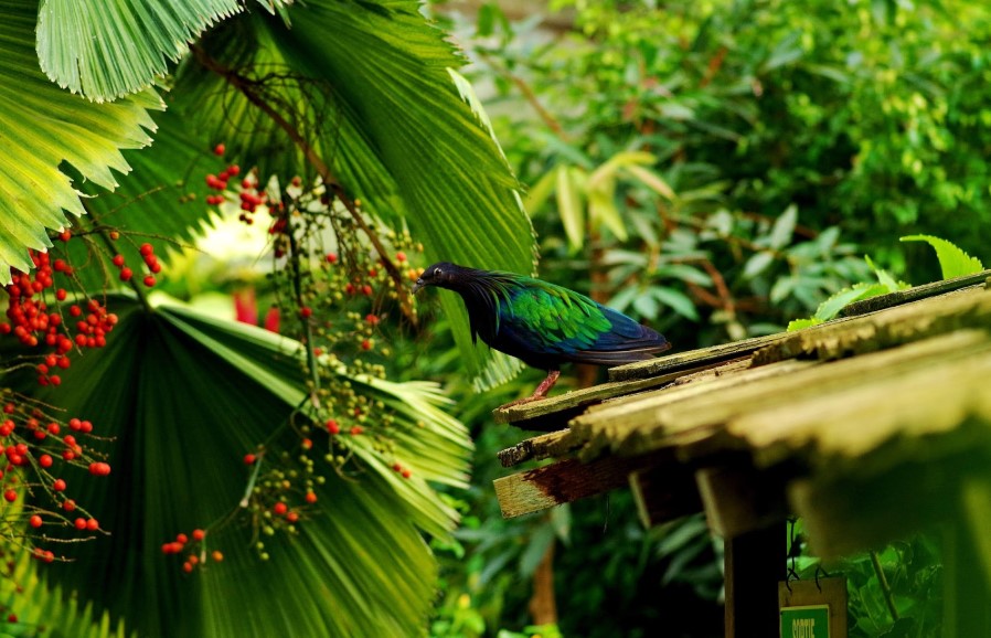 Pigeon de Nicobar sur le toit du carbet de notre jardin tropical