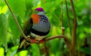 Parc aux oiseaux : immersion tropicale inédite au Naturospace de Honfleur