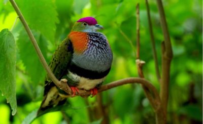 Parc aux oiseaux : immersion tropicale inédite au Naturospace de Honfleur