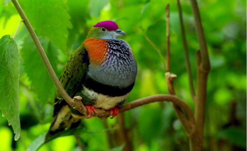 Parc aux oiseaux : immersion tropicale inédite au Naturospace de Honfleur