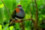 Parc aux oiseaux : immersion tropicale unique au Naturospace de Honfleur