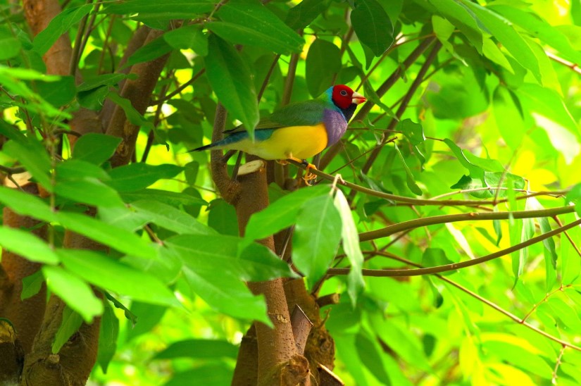 Diamant de Gould (Erythrura gouldiae) au parc des oiseaux de Honfleur